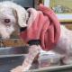 Caniche que fue rescatada quedó ciega y necesita una operación para caminar