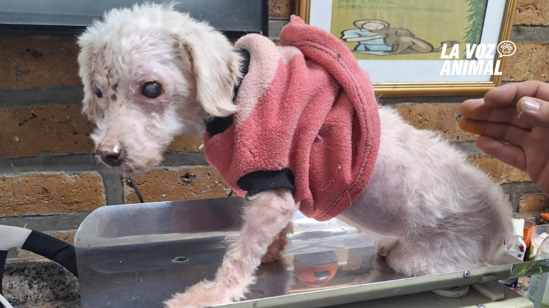 Caniche que fue rescatada quedó ciega y necesita una operación para caminar