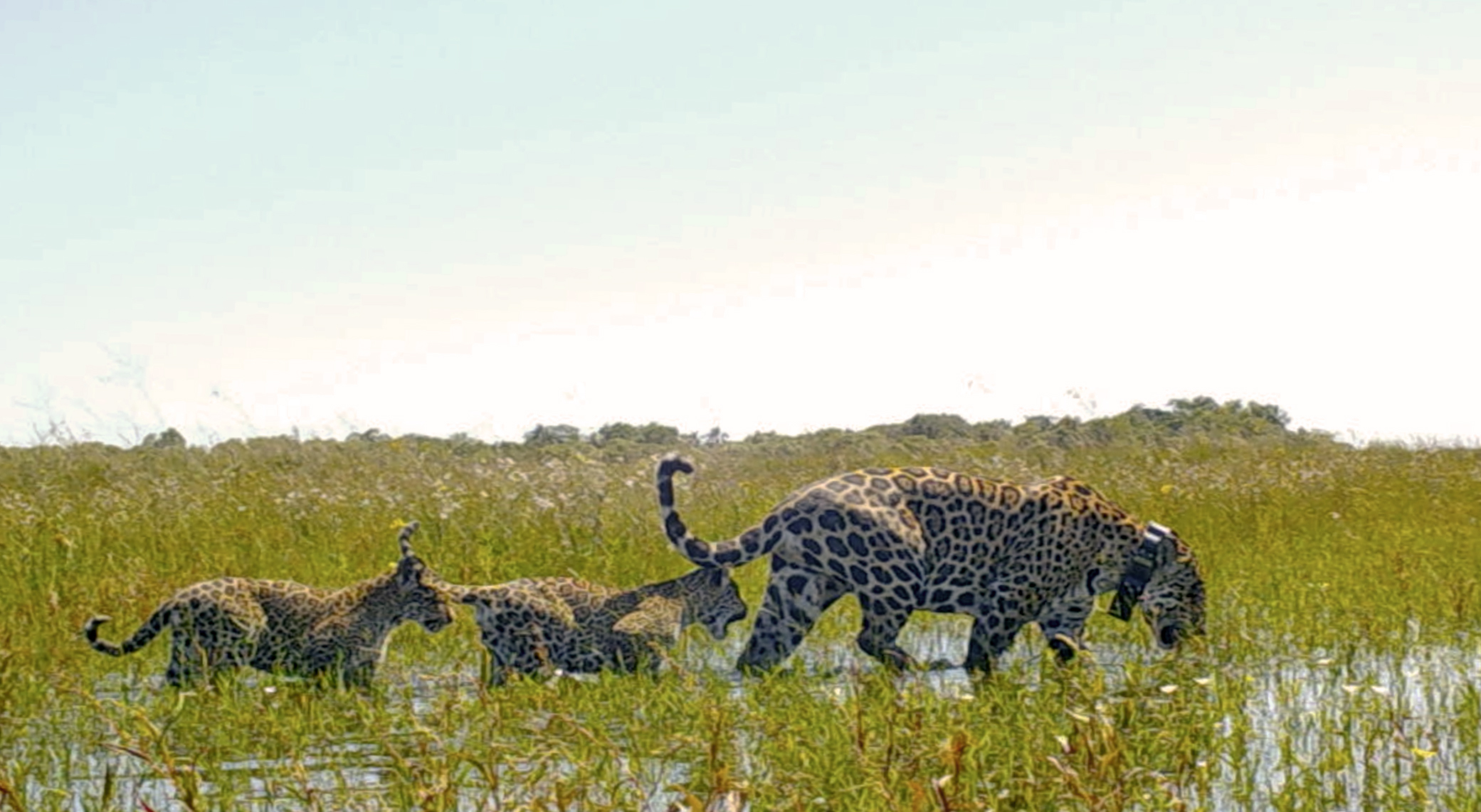 yaguaretés iberá