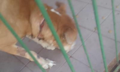 Posadeña pide ayuda para rescatar a un perro encerrado: "Está degollado"