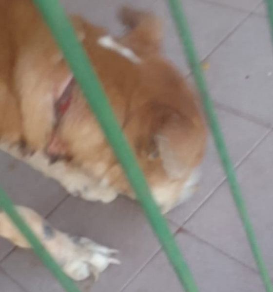 Posadeña pide ayuda para rescatar a un perro encerrado: "Está degollado"