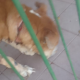 Posadeña pide ayuda para rescatar a un perro encerrado: "Está degollado"