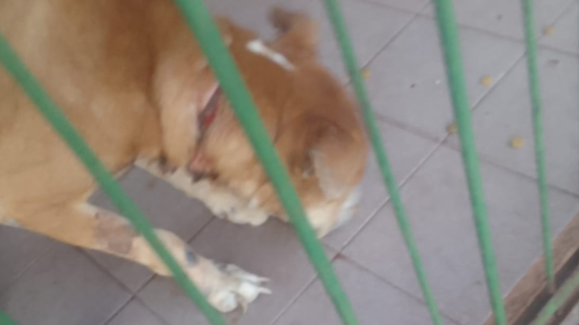 Posadeña pide ayuda para rescatar a un perro encerrado: "Está degollado"