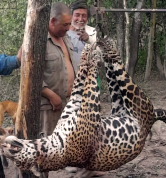 Juzgan por primera vez en el país a cuatro hombres por cazar a un yaguareté
