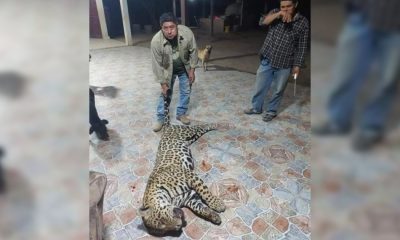 Dos años de prisión para los cazadores que mataron un yaguareté en Formosa