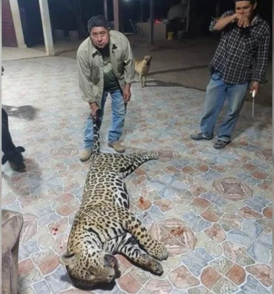 Dos años de prisión para los cazadores que mataron un yaguareté en Formosa