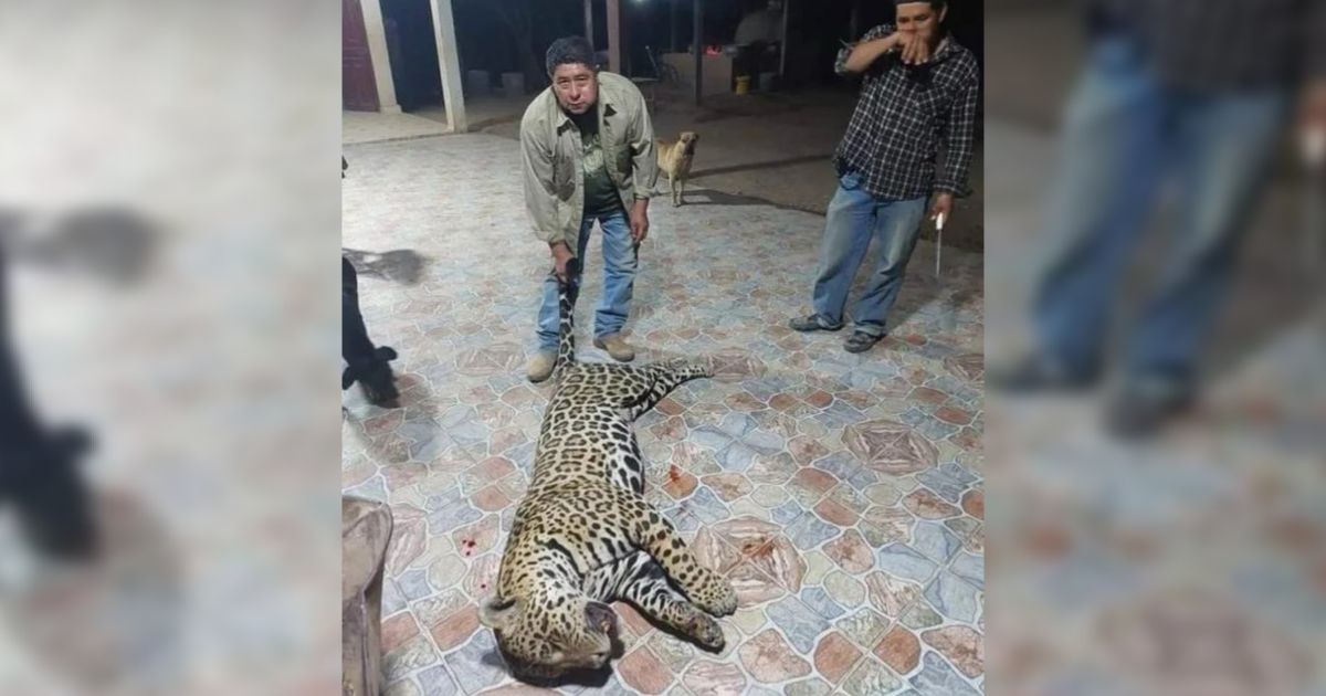 Dos años de prisión para los cazadores que mataron un yaguareté en Formosa