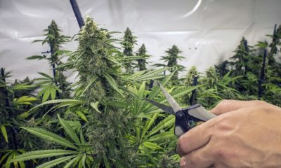 cultivo cannabis