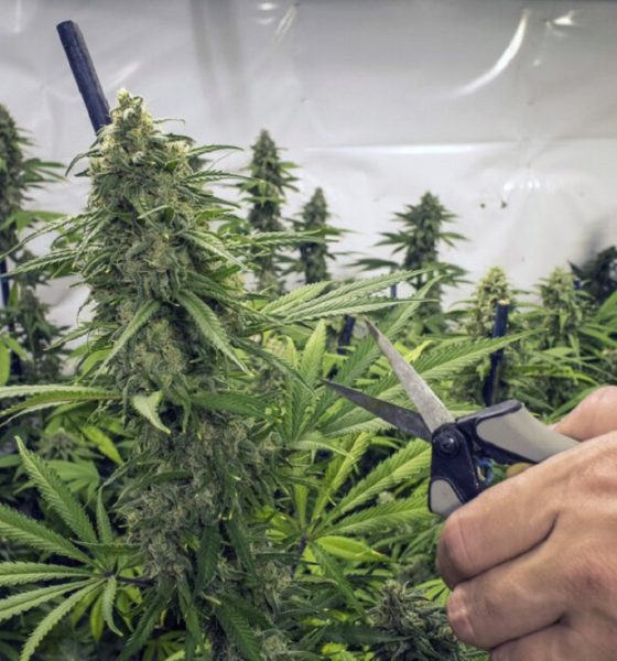 cultivo cannabis