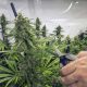 cultivo cannabis