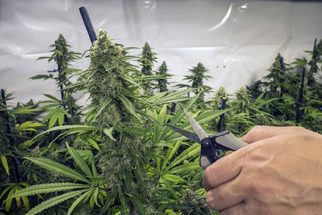 cultivo cannabis