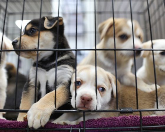 Posadas aprueba ordenanza que prohíbe comercialización de mascotas