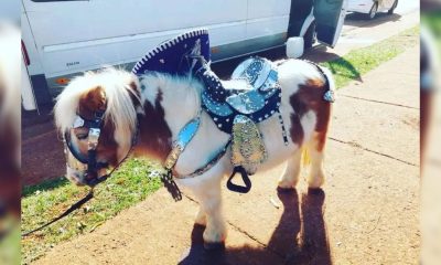 Prohíben en Apóstoles el uso de ponis y llamas con fines comerciales
