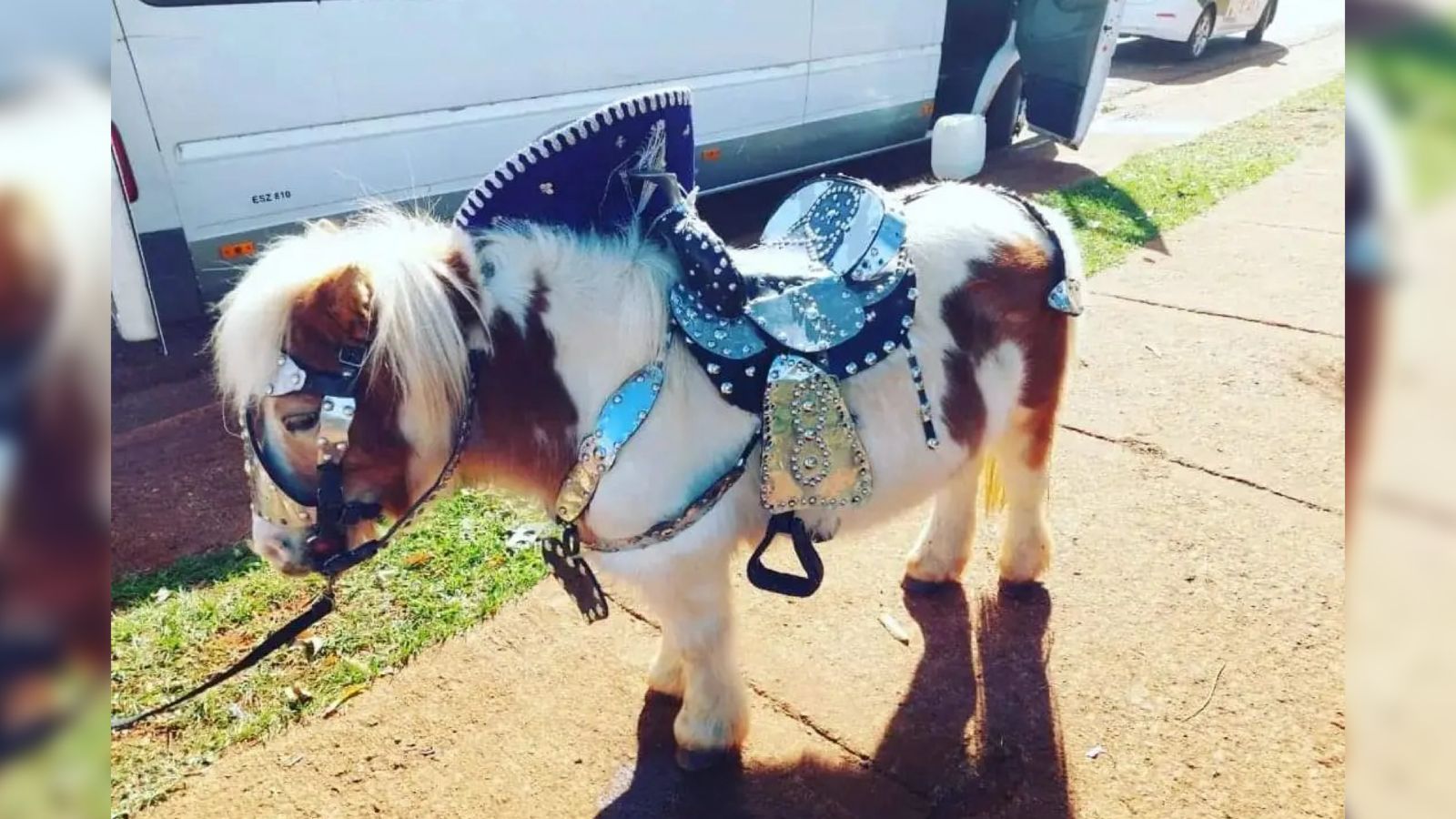 Prohíben en Apóstoles el uso de ponis y llamas con fines comerciales