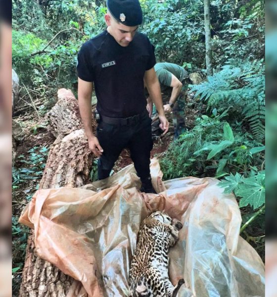 Hallan un ocelote muerto en Andresito y sospechan que fue atropellado