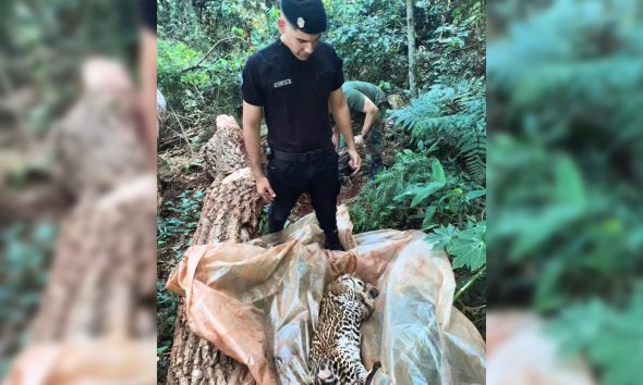 Hallan un ocelote muerto en Andresito y sospechan que fue atropellado