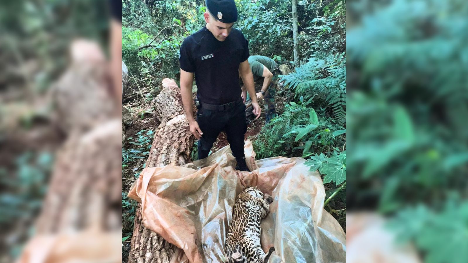Hallan un ocelote muerto en Andresito y sospechan que fue atropellado