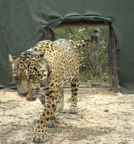 Sospechan que cazadores mataron a Acaí, la yaguareté del Impenetrable