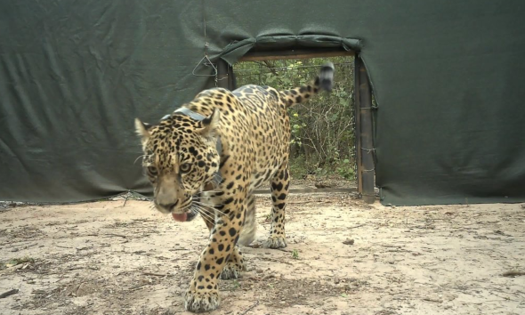 Sospechan que cazadores mataron a Acaí, la yaguareté del Impenetrable