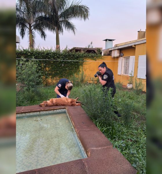 maltrato animal perro muerto itaembé miní