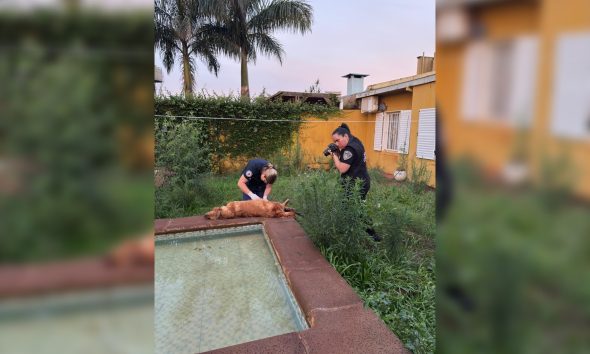 maltrato animal perro muerto itaembé miní