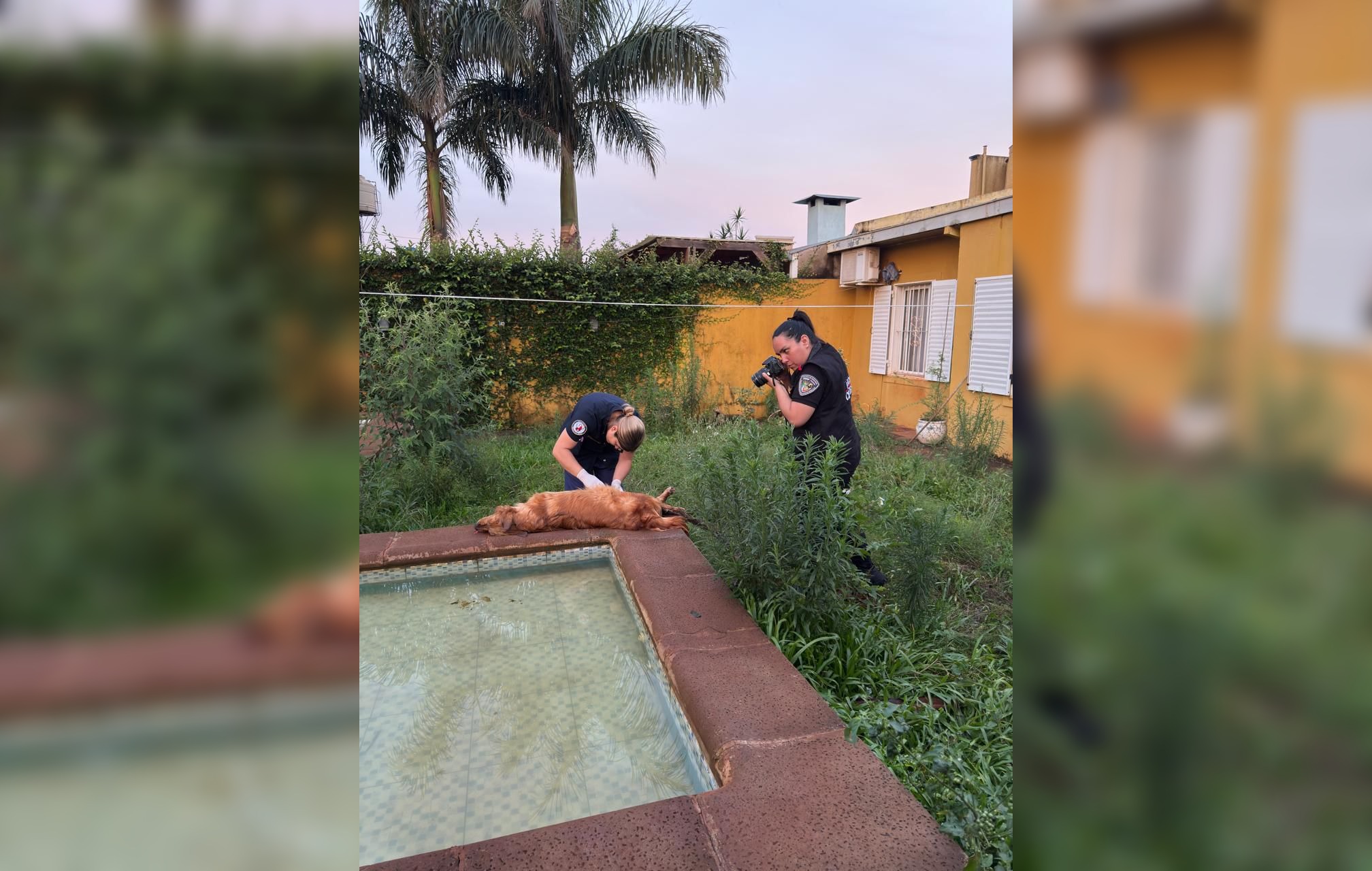 maltrato animal perro muerto itaembé miní