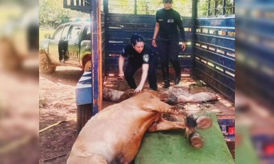 maltrato caballo posadas