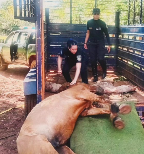 maltrato caballo posadas