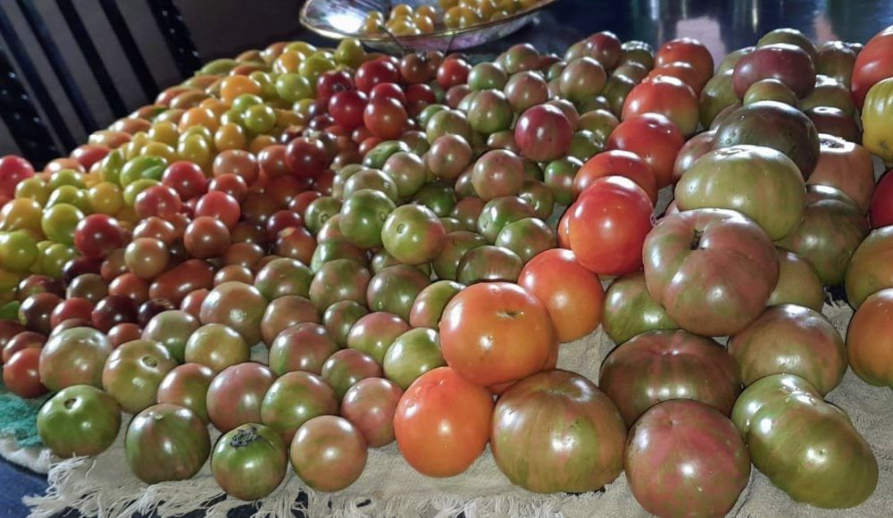 Puerto Leoni: productora recató 23 variedades de tomates reliquia y produce semillas