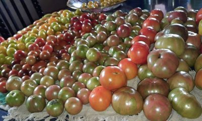 Puerto Leoni: productora recató 23 variedades de tomates reliquia y produce semillas
