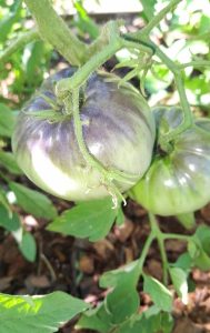 Puerto Leoni: productora recató 23 variedades de tomates reliquia y produce semillas