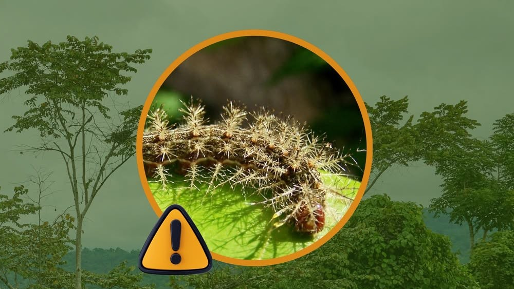 Emiten alerta sobre aparición de oruga venenosa en San Vicente