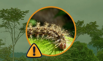 Emiten alerta sobre aparición de oruga venenosa en San Vicente