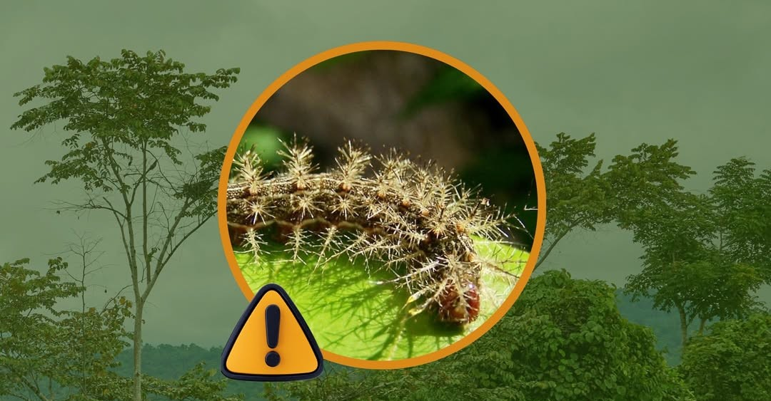 Emiten alerta sobre aparición de oruga venenosa en San Vicente