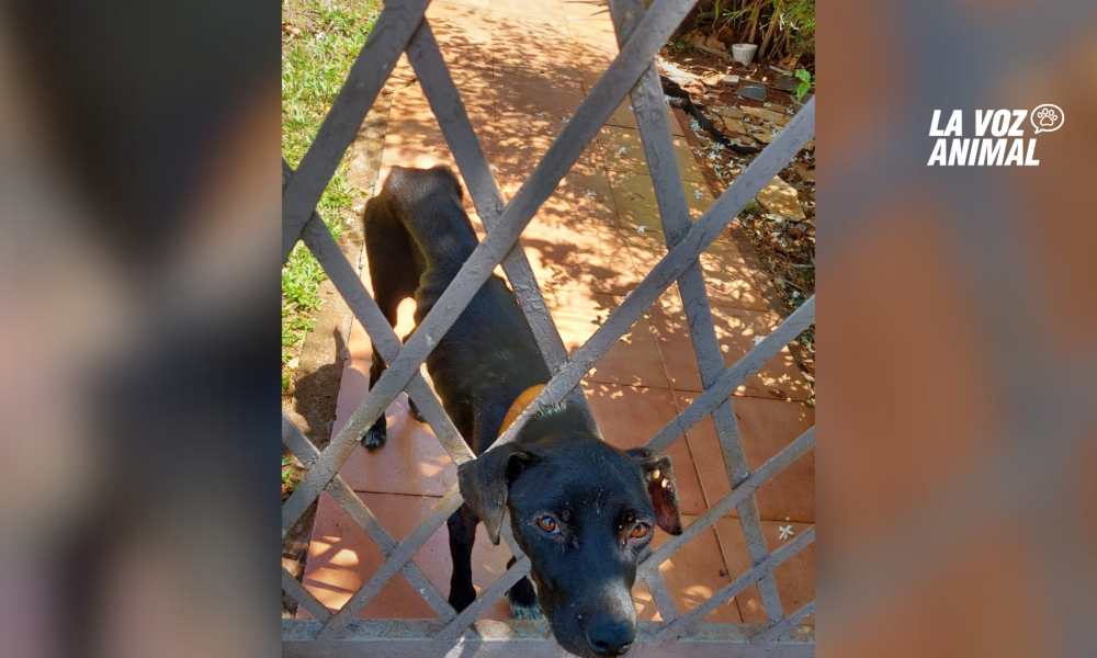 Vecinos buscan rescatar a perros encerrados en casa de Itaembé Miní