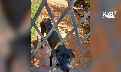 Vecinos buscan rescatar a perros encerrados en casa de Itaembé Miní