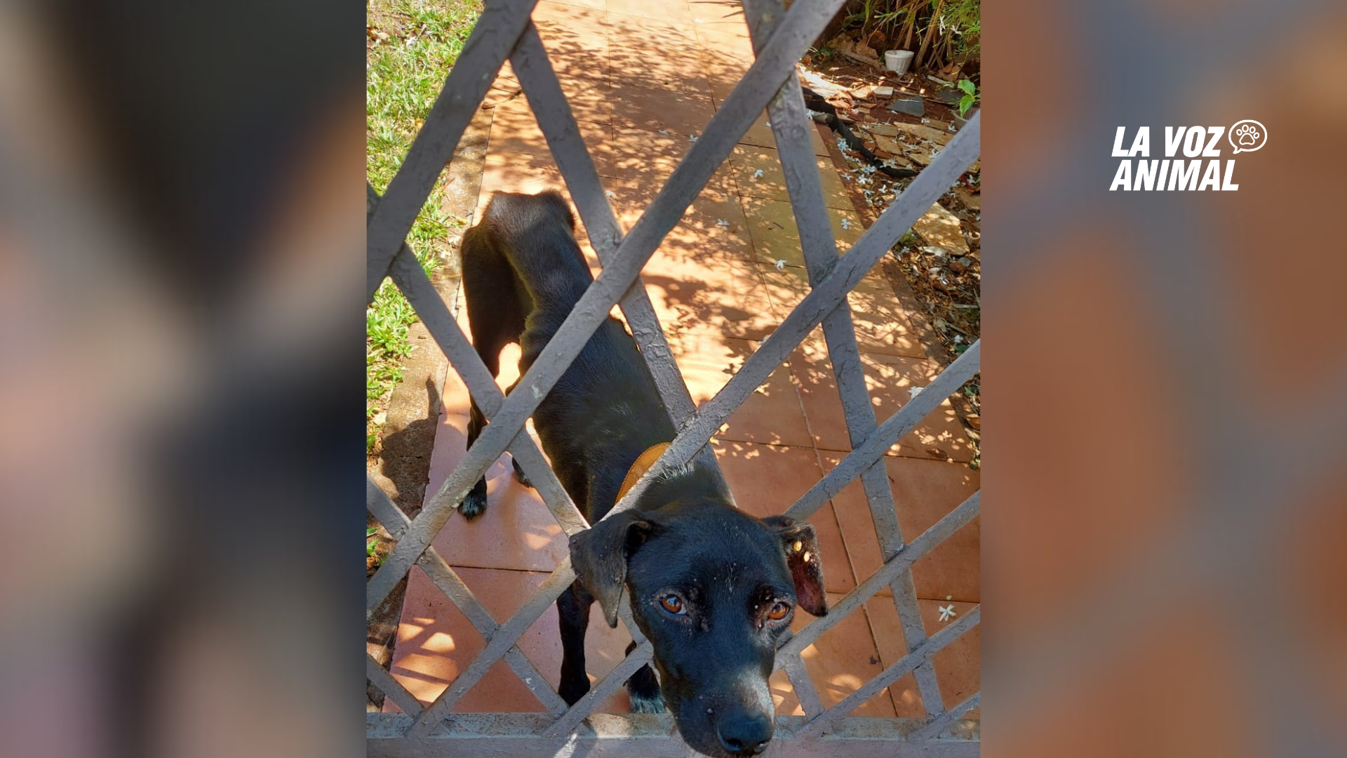 Vecinos buscan rescatar a perros encerrados en casa de Itaembé Miní