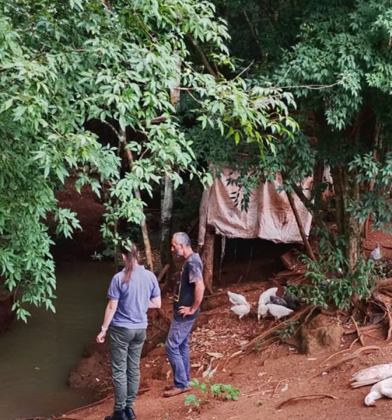 Denuncian contaminación en un arroyo del Tabay por mortandad de aves