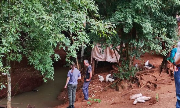 Denuncian contaminación en un arroyo del Tabay por mortandad de aves