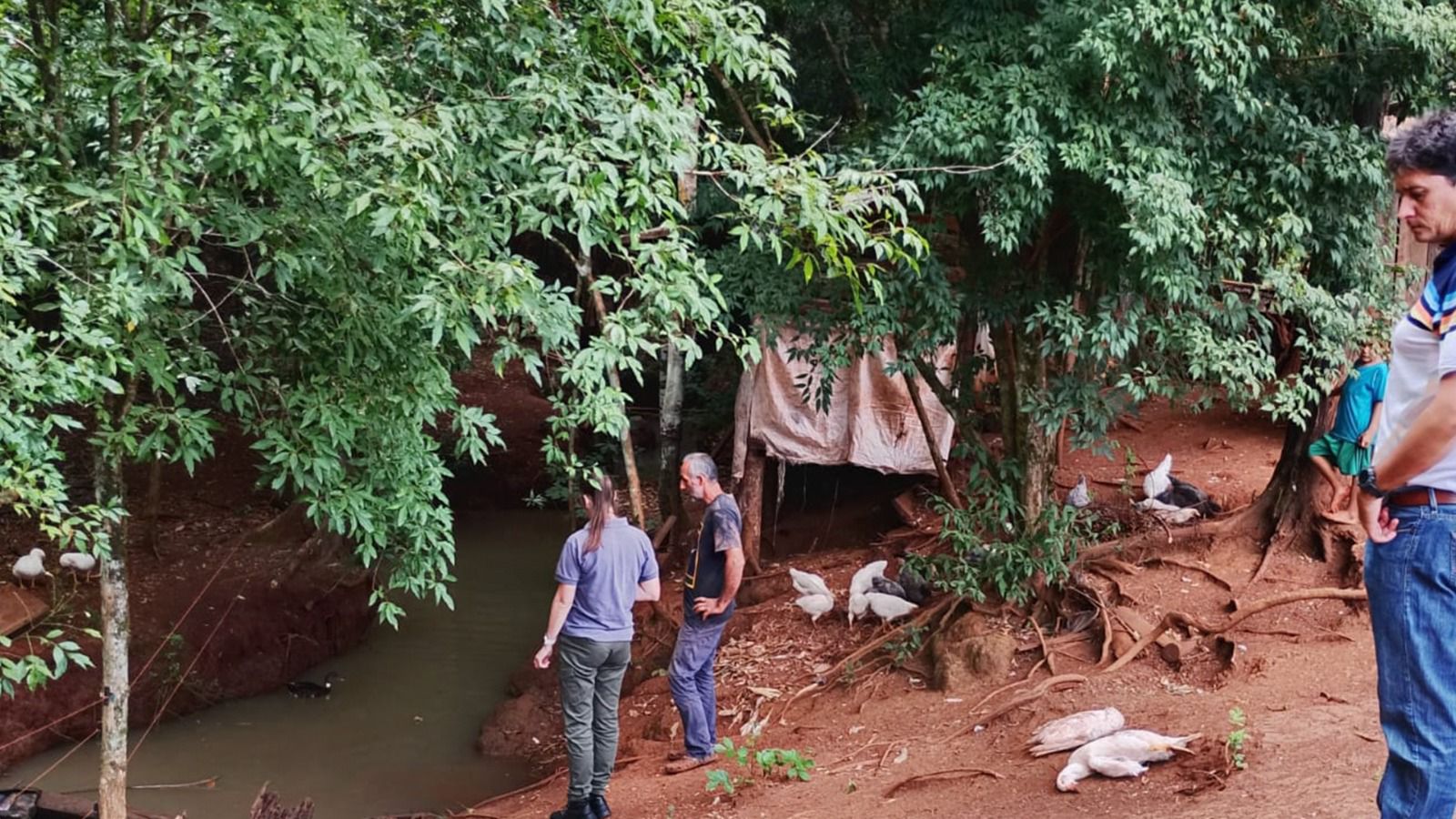 Denuncian contaminación en un arroyo del Tabay por mortandad de aves