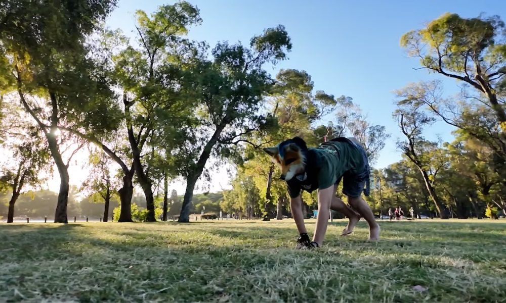 Los therians se juntan en Posadas: se identifican como un "animal no humano"