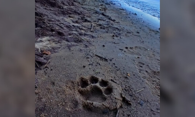 Avistan a una yaguareté con sus dos crías en el Parque Nacional Iguazú