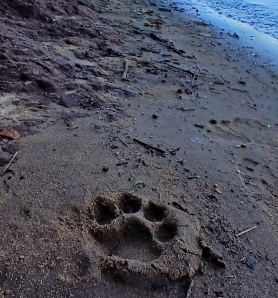 Avistan a una yaguareté con sus dos crías en el Parque Nacional Iguazú