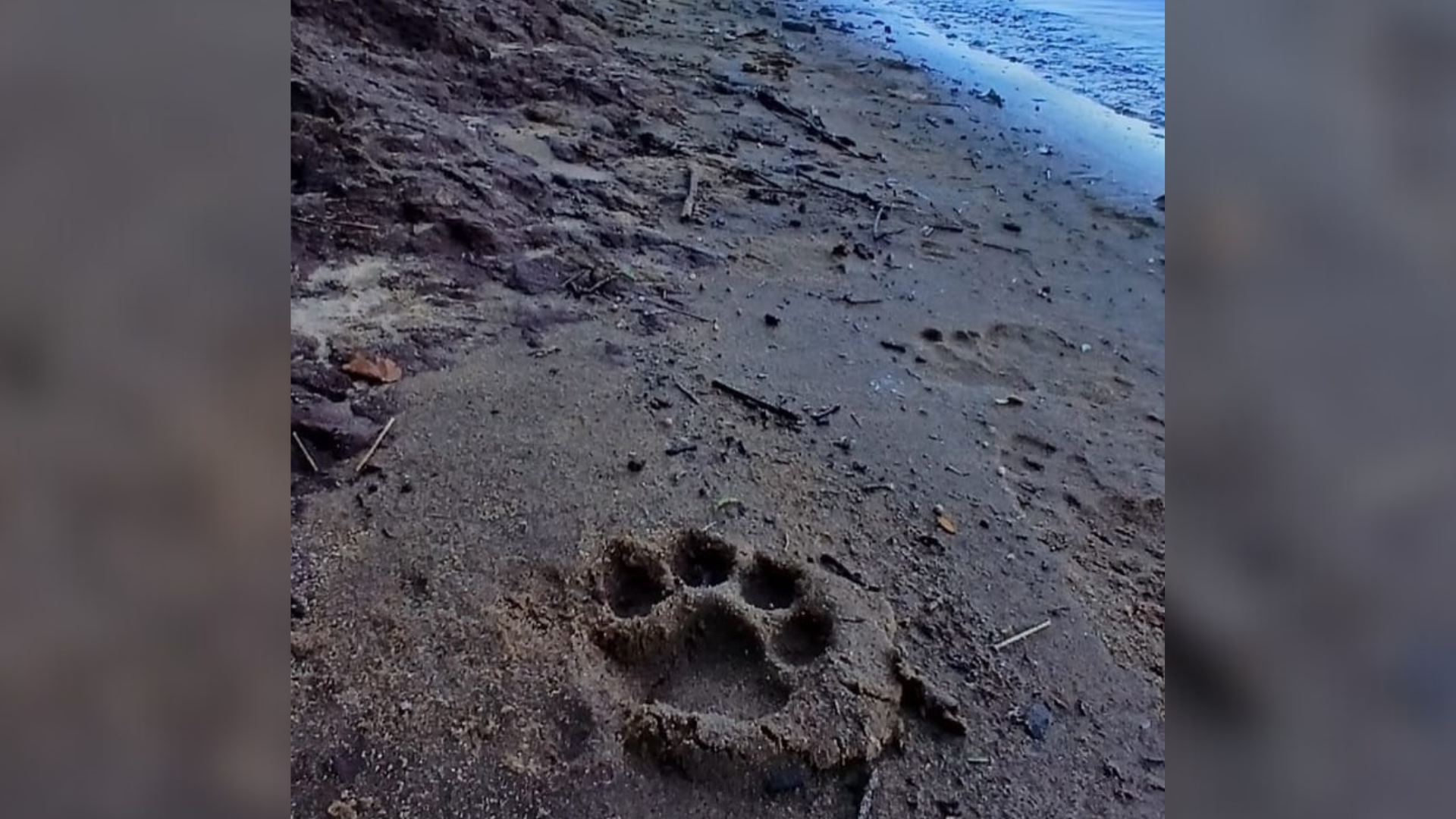 Avistan a una yaguareté con sus dos crías en el Parque Nacional Iguazú
