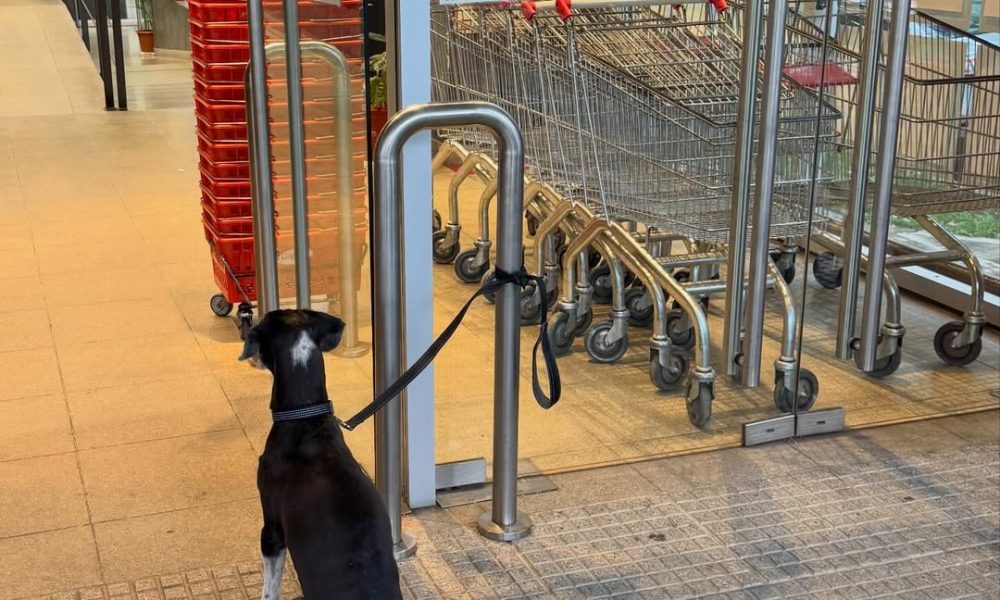 Un posteo y un debate sobre comercios pet friendly: “Se trata de evolucionar”