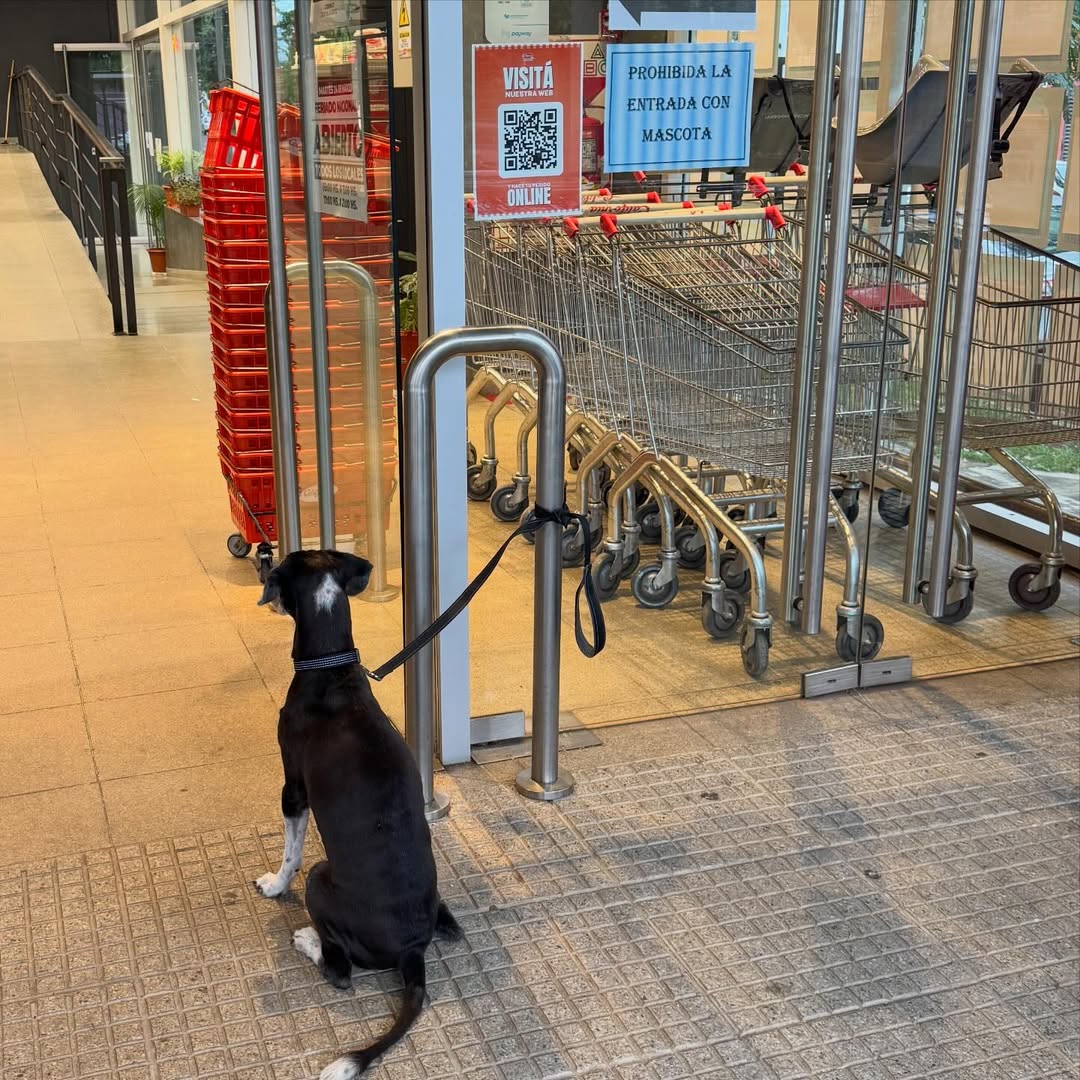 Un posteo y un debate sobre comercios pet friendly: “Se trata de evolucionar”