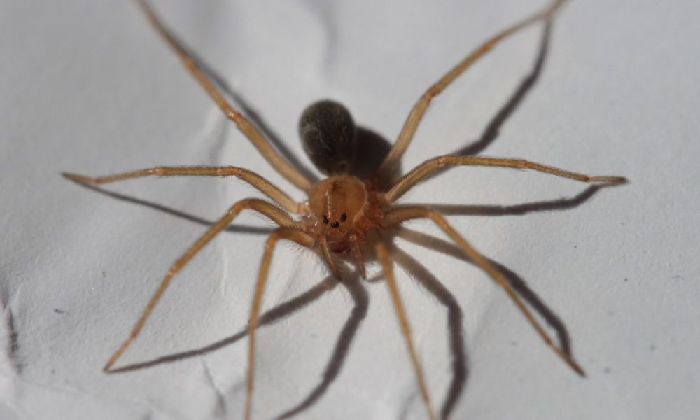 Muerte en Alba Posse: la beba fue picada por la “araña de rincón” imagen-6