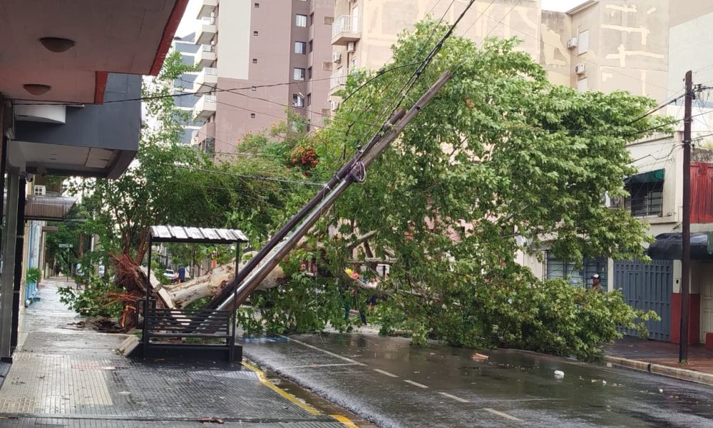 Caída de árboles y calles anegadas por una tormenta en Posadas imagen-5