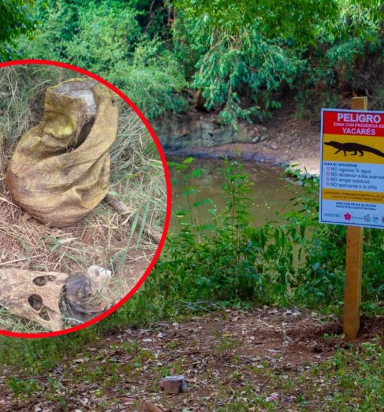 Cazaron un yacaré en 25 de Mayo y Ecología abrió una investigación