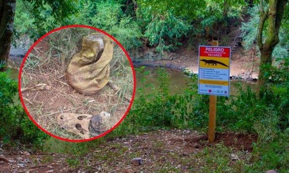 Cazaron un yacaré en 25 de Mayo y Ecología abrió una investigación